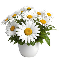 Daisy element in PNG format with transparent background