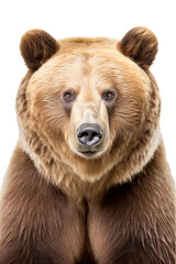 Portrait of a brown bear on a transparent background. Ursus arctos, png image