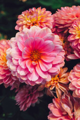 Obraz premium Beautiful fresh pink dahlia flowers in full bloom in the garden, close up. Natural floral texture for background.