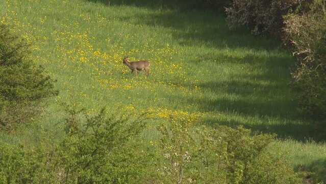 roe deer on a meadow with dandelion in spring