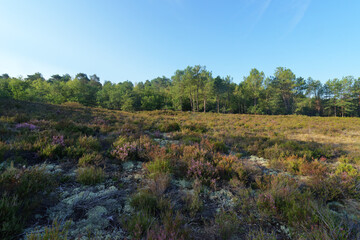 Fototapeta na wymiar Heather land and hills of the Hot valley in Fontainebleau forest
