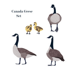 Canada geese set with adult birds in different poses and goslings. Isolated Canada geese icon, vector isolated illustration