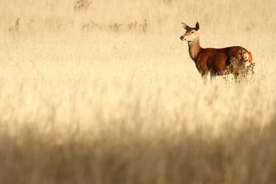 deer in the field
