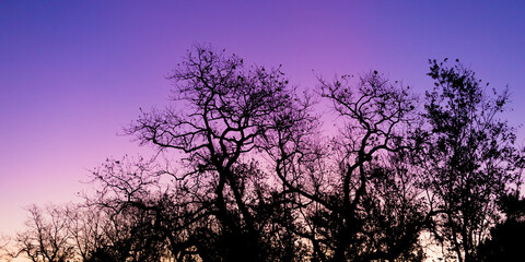 Fototapeta na wymiar Silhouette of a tree against a pink and purple dusk sunset sky