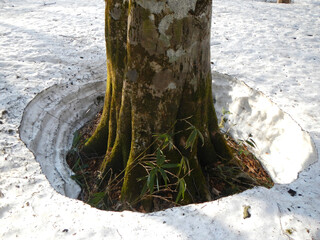 雪根開き ツリーホール