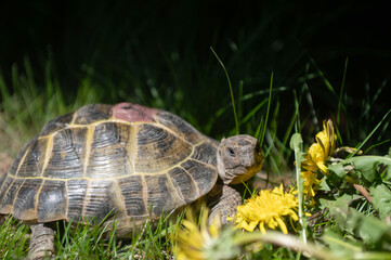 Central Asian tortoise eats yellow dandelion flowers on the street. Pet portrait