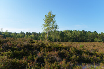 Heather land  and hills of the Hot valley in Fontainebleau forest - 774732875
