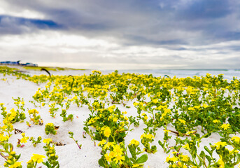 Yellow coastal flowers on a beach in Cape Town