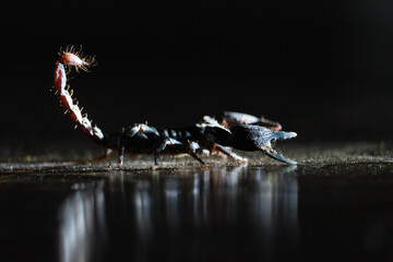 scorpion in the dark