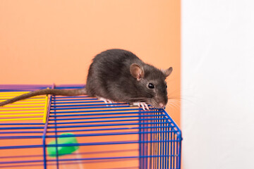 Black rat on blue and yellow wire cage. Studio pet portrait.