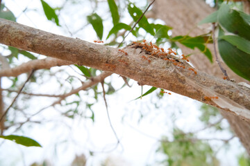 ants on a branch