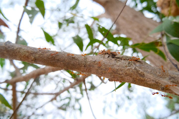 ants on tree