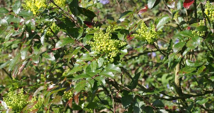 (Berberis aquifolium) Ornamental shrub of Oregon grape or holly-leaved barberry with yellow flowering and spiny shiny green and bronze colored foliage on branches shaking slightly in the wind
