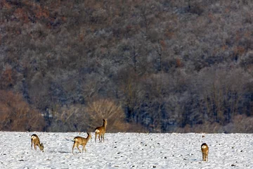 Tuinposter Roe deer in the snow © Orosz György Photogr