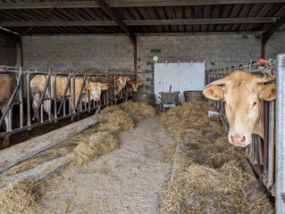 Vacas no estábulo a alimentarem-se de palha ou feno para a indústria de carne bovina