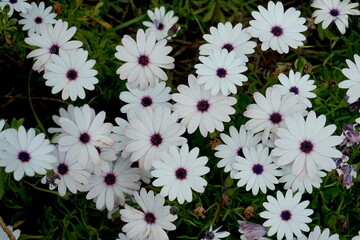 Blüte der Bornholm Margerite