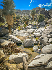 Palmiers dans le paysage rocheux des Indian Canyons près de Palm Springs en Californie dans la...