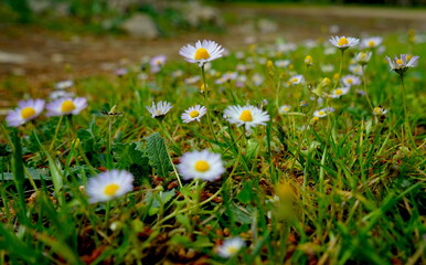 Gänseblümchen auf einer Wiese © Jogerken