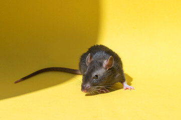 A pet rat sits on a yellow background with a place for text