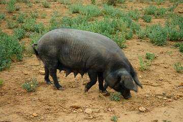 schwarzes Hausschwein in Spanien