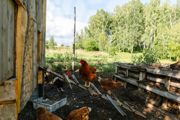 Red hens graze on a free-range organic farm Organic farm life, grazing red hens outside the chicken coop on a summer day