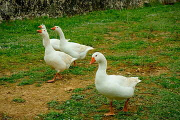 Gänse auf einer Wiese © Jogerken