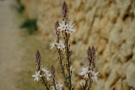 Bl&uuml;te des wei&szlig;en Affodill