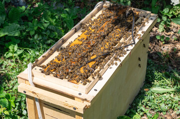Opened beehive with bees working on honeycombs in a sunny garden.