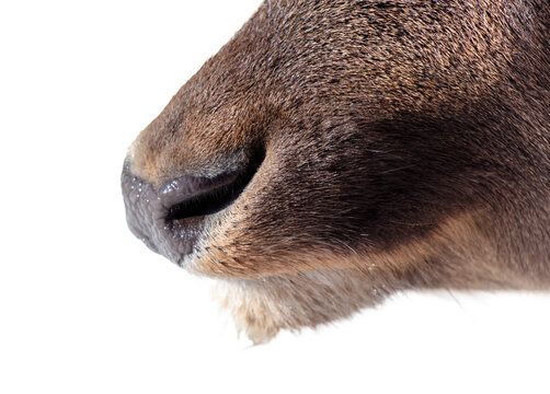 Close-up of a sheep's face with mustache and fur, a deer