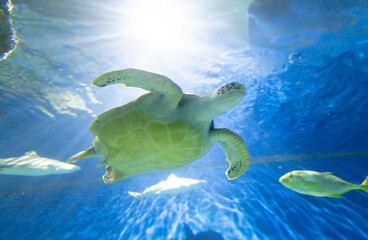 Green sea turtle swims in the water in a large aquarium