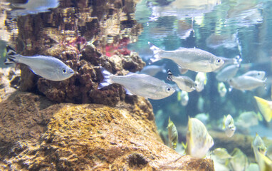 Underwater view of tropical fish swimming in the water. Aquarium