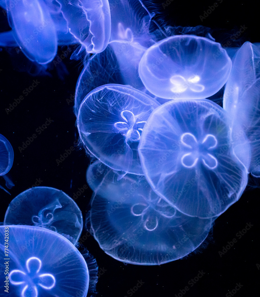 Poster Blue jellyfish swim in the sea on a black background