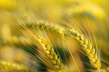 Fototapeta premium ears of golden wheat closeup, wheat spikelets in field close up, wheat field harvest concept