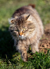 Naklejka na ściany i meble A cat walks on green grass in nature