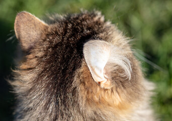 Closeup of a cat's nose. Shallow depth of field