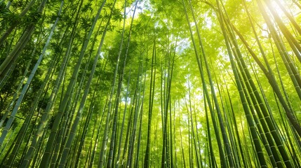 Lush Bamboo Forest with Dappled Sunlight Evoking Tranquility and Zen