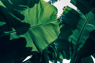 tropical banana leaf texture background, dark green color toned