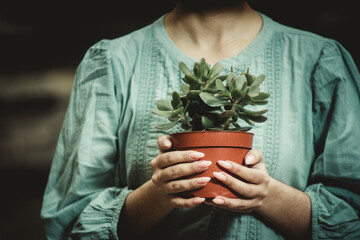 houseplant in a flowerpot in female hands close-up