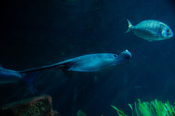 fish in aquarium, cramp-fish
