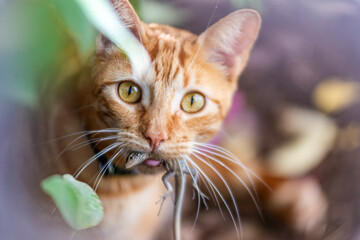 close up portrait of a red cat catch lizard