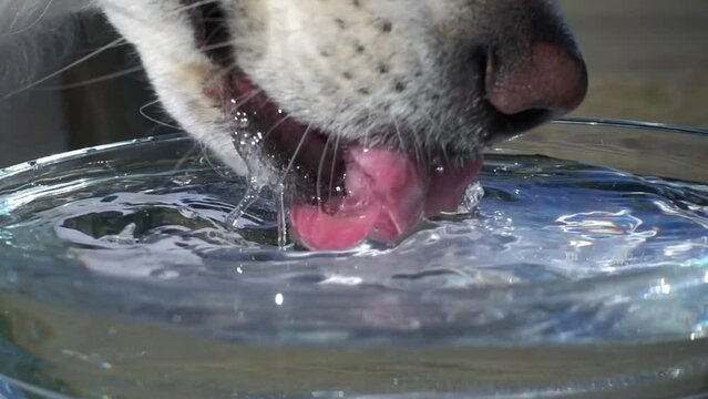 Slow down dog drinking hot sale