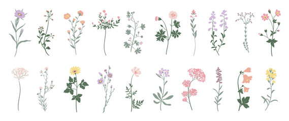 Collection of floral and botanical elements. Set of leaf, foliage wildflowers, plants, bloom, leaves and herb. Hand drawn of blossom spring season vectors for decor, website, wedding card and shop.