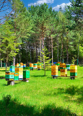 An apiary where ecologically clean honey and other beekeeping products are obtained. 
Bee apiary in...