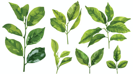 Green leaves of lemon tree isolated on white set Flat - obrazy, fototapety, plakaty