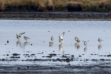 Kiebitzregenpfeifer (Pluvialis squatarola) an der Ostsee im Herbst	