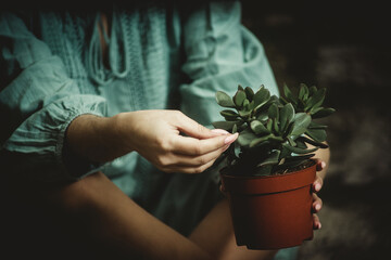houseplant in a flowerpot in female hands close-up