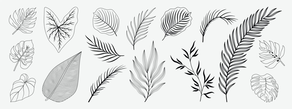 Tropical leaves hand drawn line art and silhouette vector set. Collection of leaf branch, monstera, palm leaves black white drawing contour simple style. Design illustration for print, logo, branding.