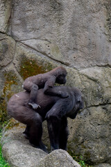 gorilla,Gorilla gorilla,Gran Canaria,Spain