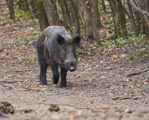 Naklejka na ściany i meble Big wild hog in the forest rooting