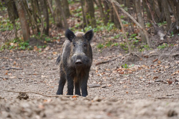 Big wild hog in the forest rooting